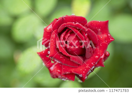 Red Rose Flower Red Rose Flower 117471783
