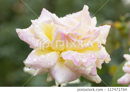 Yellow and pink rose flowers Yellow and pink rose flowers 117471784