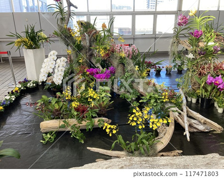車站大廳展示的園藝 117471803