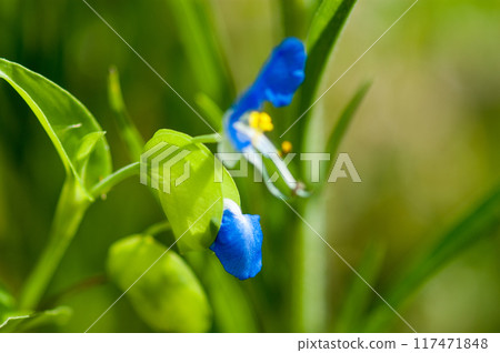 露草的芽 117471848