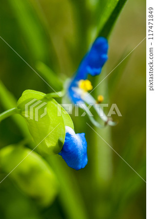 露草的芽 露草的芽 117471849