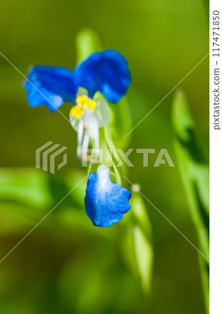 Dayflower buds 117471850