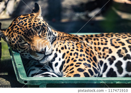 Jaguar's Peaceful Nap Jaguar's Peaceful Nap 117471910