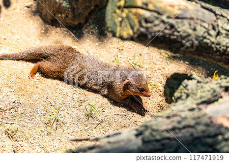 貓鼬在陽光下休息 貓鼬在陽光下休息 117471919