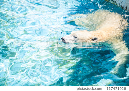 北極熊在泳池裡游泳 117471926