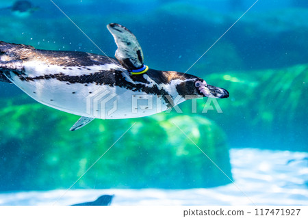 企鵝在水下游泳 117471927