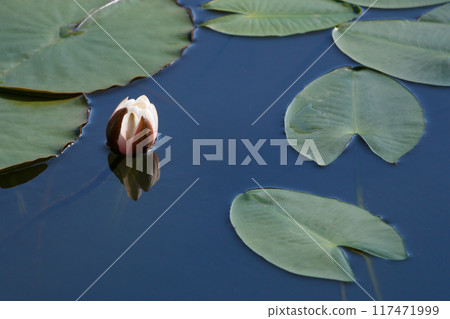 White lotus flower buds and leaves White lotus flower buds and leaves 117471999