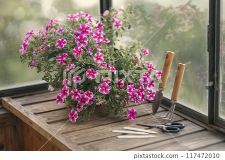 Plant pot of flowering crimson calibrachoa on a glazed balcony and hand tools for crop production indoors, selected focus. Plant pot of flowering crimson calibrachoa on a glazed balcony and hand tools for crop production indoors, selected focus. 117472010