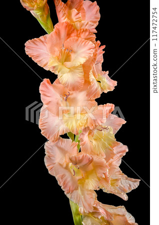 Blooming gladiolus kissy ruffle on a black background Blooming gladiolus kissy ruffle on a black background 117472754