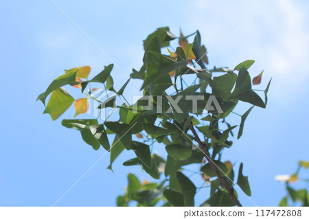Liriodendron leaves stand out against the blue sky of Gifu Prefecture Liriodendron leaves stand out against the blue sky of Gifu Prefecture 117472808