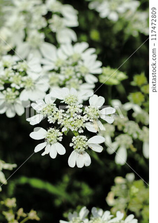 White flowers in Gifu Prefecture White flowers in Gifu Prefecture 117472809