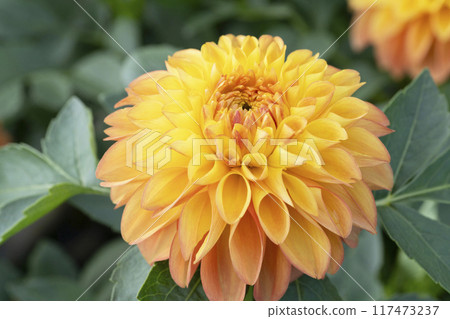Dahlia flower Dahlia flower 117473237