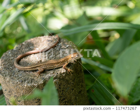 日本卡納赫比，日本特有種 117473267