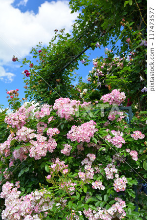 Hill Park where Yokohama · Harbor can be seen Hill Park where Yokohama · Harbor can be seen 117473577