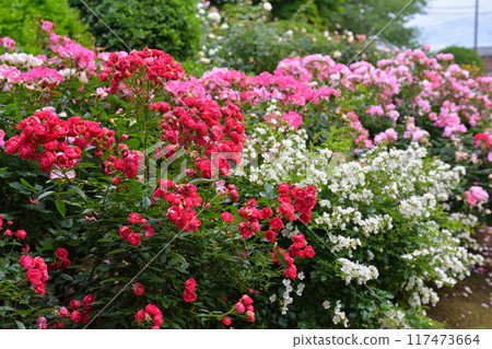 可以看到橫濱·港口的山公園 117473664