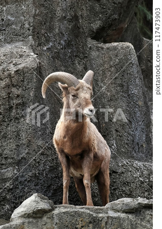 Male bighorn sheep standing on a rock 117473903