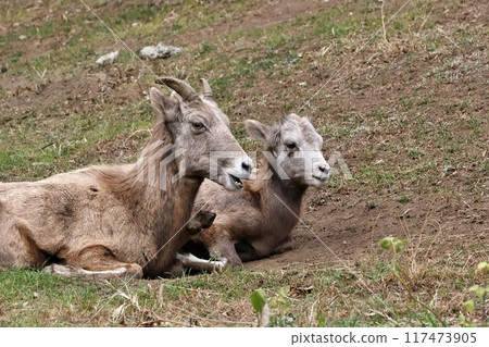 Mother and baby bighorn sheep sitting side by side 117473905