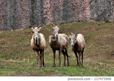 三隻母大角羊排成一排 三隻母大角羊排成一排 117473906