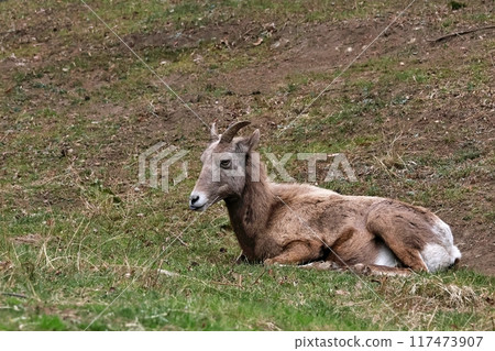 A female bighorn sheep sitting and resting 117473907