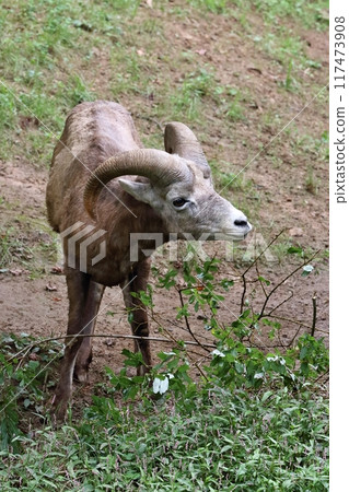 大角雄性試圖吃樹枝 117473908