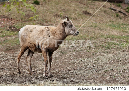 站立的雌性大角羊 站立的雌性大角羊 117473910