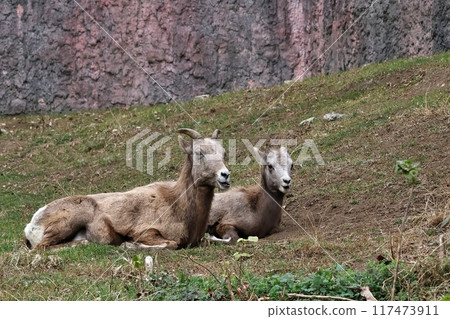 大角家庭和孩子並排坐著 117473911