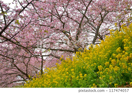 Kanagawa Nishihirahata Park Kanagawa Nishihirahata Park 117474057