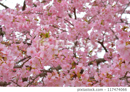 Kanagawa Nishihirahata Park Kanagawa Nishihirahata Park 117474066