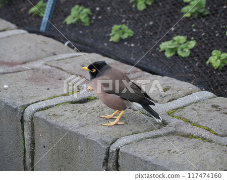 The common myna, a bird found throughout Australia The common myna, a bird found throughout Australia 117474160