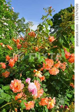 可以看到橫濱·港口的山公園 可以看到橫濱·港口的山公園 117474200