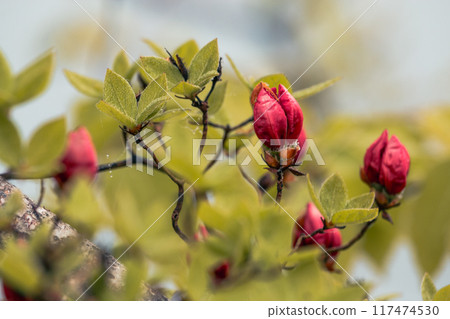 Red azalea buds starting to bloom Red azalea buds starting to bloom 117474530