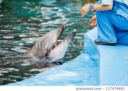 海豚訓練場景 117474691