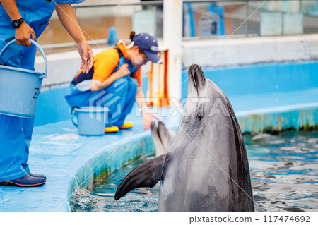 海豚訓練課程 117474692