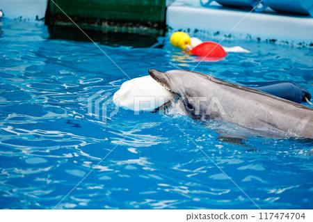 Dolphins playing with floating rings Dolphins playing with floating rings 117474704