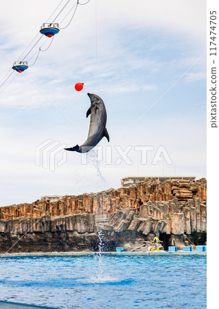 Dolphin jumps to touch the ball 117474705