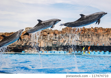 Three dolphins jumping 117474710