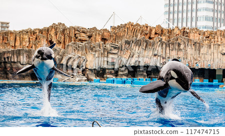 Two killer whales jumping in sync 117474715