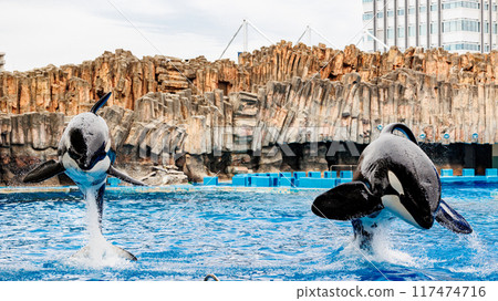 Two killer whales jumping in sync Two killer whales jumping in sync 117474716