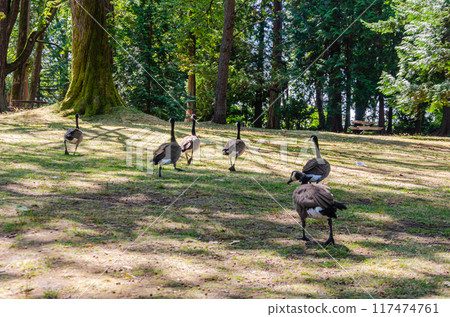 Canadian geese in Stanley Park, Vancouver, BC, Canada Canadian geese in Stanley Park, Vancouver, BC, Canada 117474761