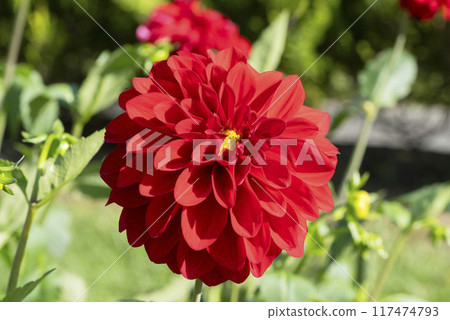 Dahlia flower Dahlia flower 117474793