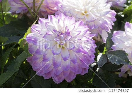 Dahlia flower Dahlia flower 117474897