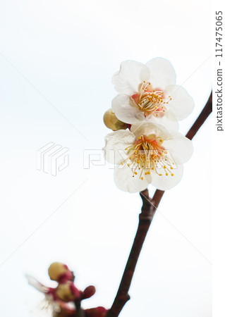 Plum blossom park Plum blossom park 117475065