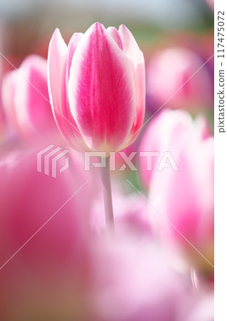 Tulip blooming in the park 117475072