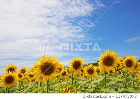 Summer flower sunflower 117475078