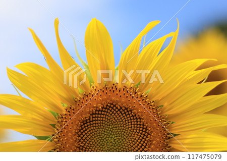 Summer flower sunflower Summer flower sunflower 117475079