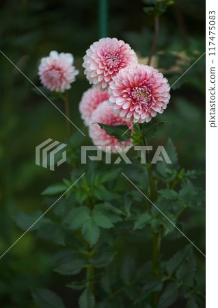 大麗花花 117475083