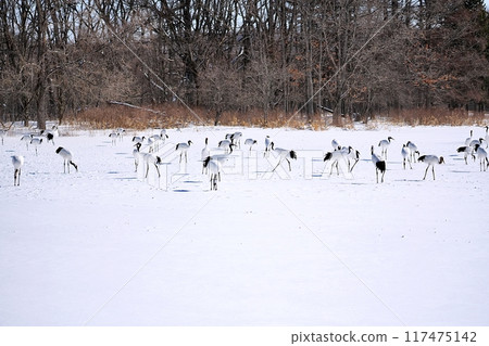 丹頂鶴（北海道鶴居村） 117475142
