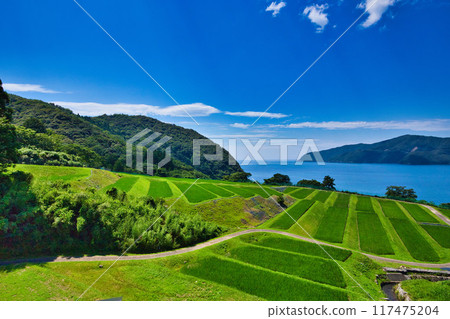 與梯田的風景 117475204