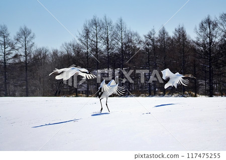 丹頂鶴（北海道鶴居村） 117475255
