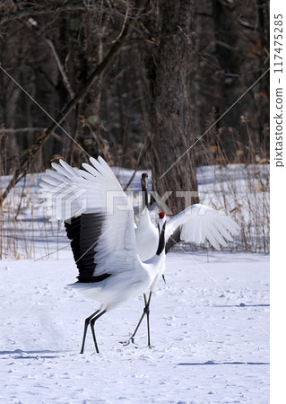 Red-crowned crane (Tsurui Village, Hokkaido) Red-crowned crane (Tsurui Village, Hokkaido) 117475285